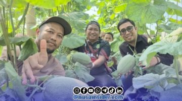 Kolaborasi Desa dan Migas, Melon The Blues Tumbuh Subur di Alas Malang