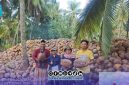 Foto. Proses sertifikasi Benin bibit kelapa dalam 