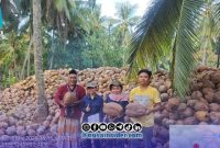 Foto. Proses sertifikasi Benin bibit kelapa dalam 