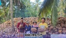 Foto. Proses sertifikasi Benin bibit kelapa dalam 