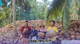 Foto. Proses sertifikasi Benin bibit kelapa dalam 