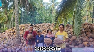 Foto. Proses sertifikasi Benin bibit kelapa dalam 