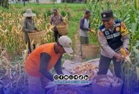 Foto. Bhabinkamtibmas Batuan saat Bersama Petani setempat. 