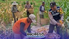Foto. Bhabinkamtibmas Batuan saat Bersama Petani setempat. 