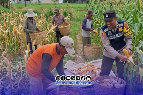 Foto. Bhabinkamtibmas Batuan saat Bersama Petani setempat. 