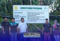 Foto. Benih Kelapa Dalam CV Lang Buana di Sumenep