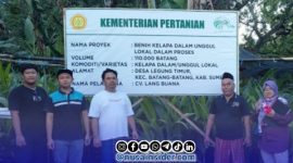 Foto. Benih Kelapa Dalam CV Lang Buana di Sumenep
