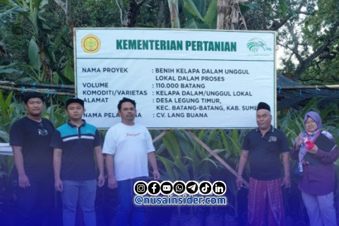 Foto. Benih Kelapa Dalam CV Lang Buana di Sumenep