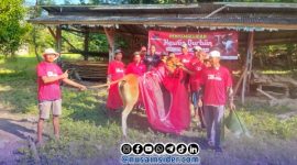Foto. Penyembelihan Hewan Kurban PAC PDI Perjuangan Kepulauan Sapudi Sumenep