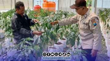 Petani Cabai Batuputih Dapat Dukungan Polri, Produktivitas Pertanian Terus Didorong