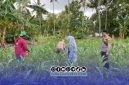 Foto. Bhabinkamtibmas Polsek Batang-batang saat melakukan Monitoring Lahan Jagung di Desa Banuaju Timur kecamatan Batang-batang Sumenep