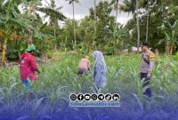 Foto. Bhabinkamtibmas Polsek Batang-batang saat melakukan Monitoring Lahan Jagung di Desa Banuaju Timur kecamatan Batang-batang Sumenep