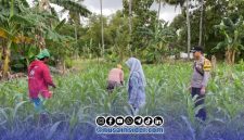 Foto. Bhabinkamtibmas Polsek Batang-batang saat melakukan Monitoring Lahan Jagung di Desa Banuaju Timur kecamatan Batang-batang Sumenep