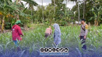 Foto. Bhabinkamtibmas Polsek Batang-batang saat melakukan Monitoring Lahan Jagung di Desa Banuaju Timur kecamatan Batang-batang Sumenep