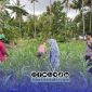 Foto. Bhabinkamtibmas Polsek Batang-batang saat melakukan Monitoring Lahan Jagung di Desa Banuaju Timur kecamatan Batang-batang Sumenep