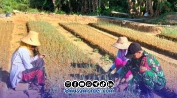 Perkuat Ketahanan Pangan, Babinsa Pamekasan Dampingi Petani Rawat Bawang Merah Usia 45 Hari