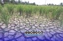 Foto. Ilustrasi kekeringan (El-nino) 