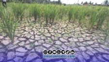 Foto. Ilustrasi kekeringan (El-nino) 