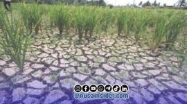 Foto. Ilustrasi kekeringan (El-nino) 