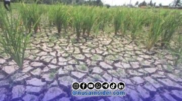 Foto. Ilustrasi kekeringan (El-nino) 