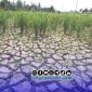 Foto. Ilustrasi kekeringan (El-nino) 