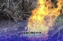 Foto. Semburan Gas didesa Tamidung kecamatan Batang-batang Sumenep Madura Jawa Timur