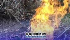 Foto. Semburan Gas didesa Tamidung kecamatan Batang-batang Sumenep Madura Jawa Timur