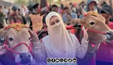 Foto. Dua Jawara Sapi DRT Milik H Udik Sumenep saat dipegang Istrinya usai Mendapatkan Tiket Lanjutan Piala Presiden