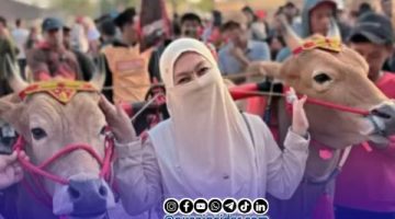 Foto. Dua Jawara Sapi DRT Milik H Udik Sumenep saat dipegang Istrinya usai Mendapatkan Tiket Lanjutan Piala Presiden